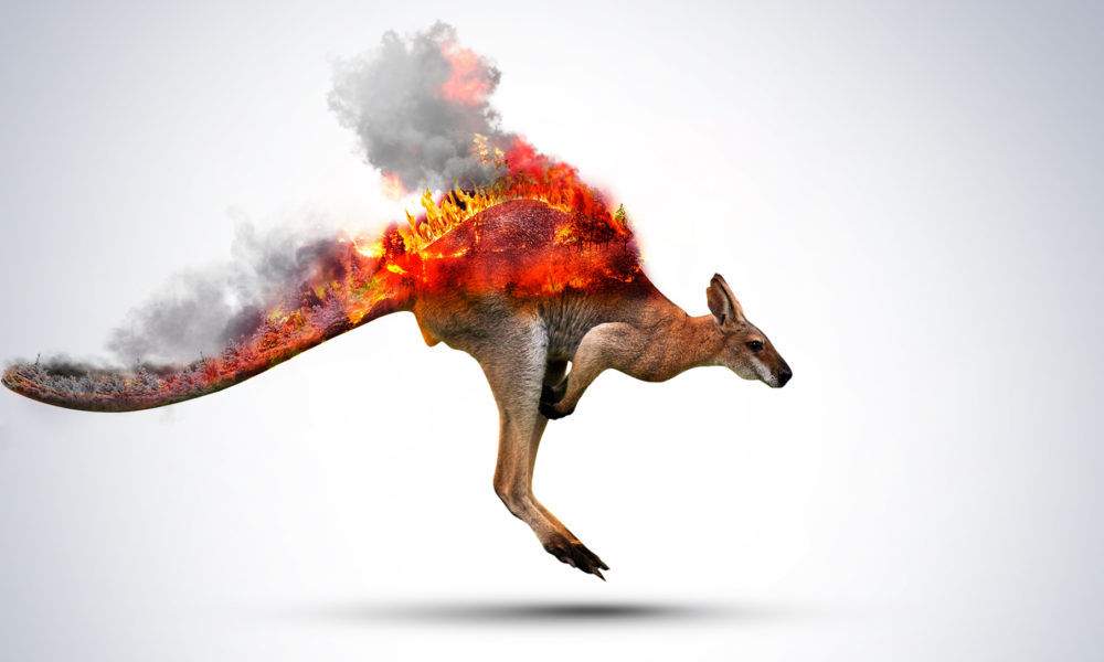 Australie Incendie Kangourou