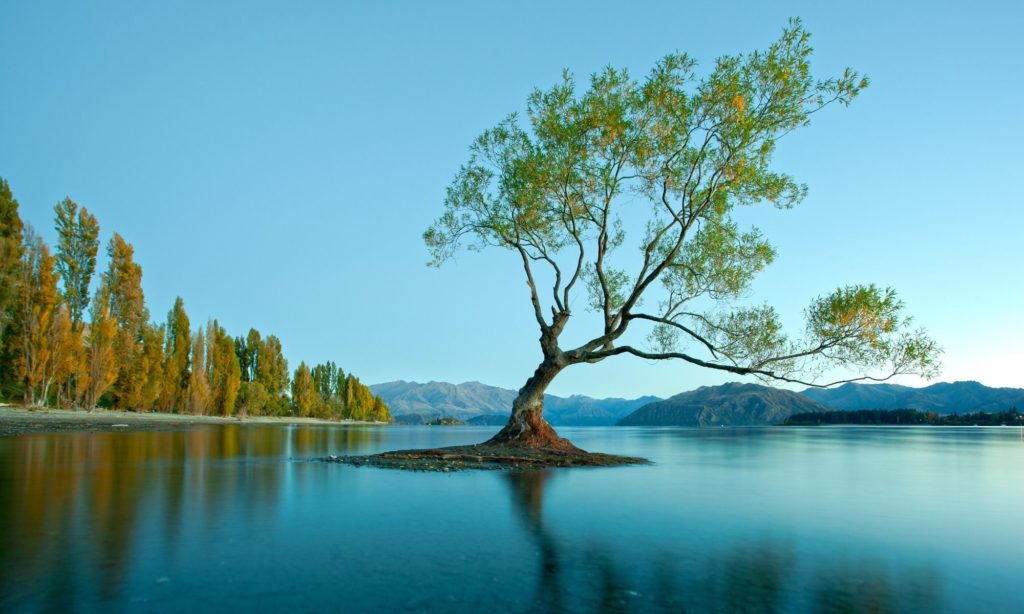 Quelle stratégie de fin de confinement en Océanie ? Journal des