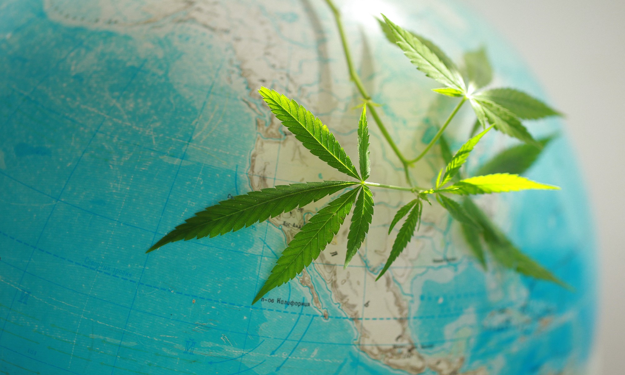 La légalisation du cannabis dans le monde