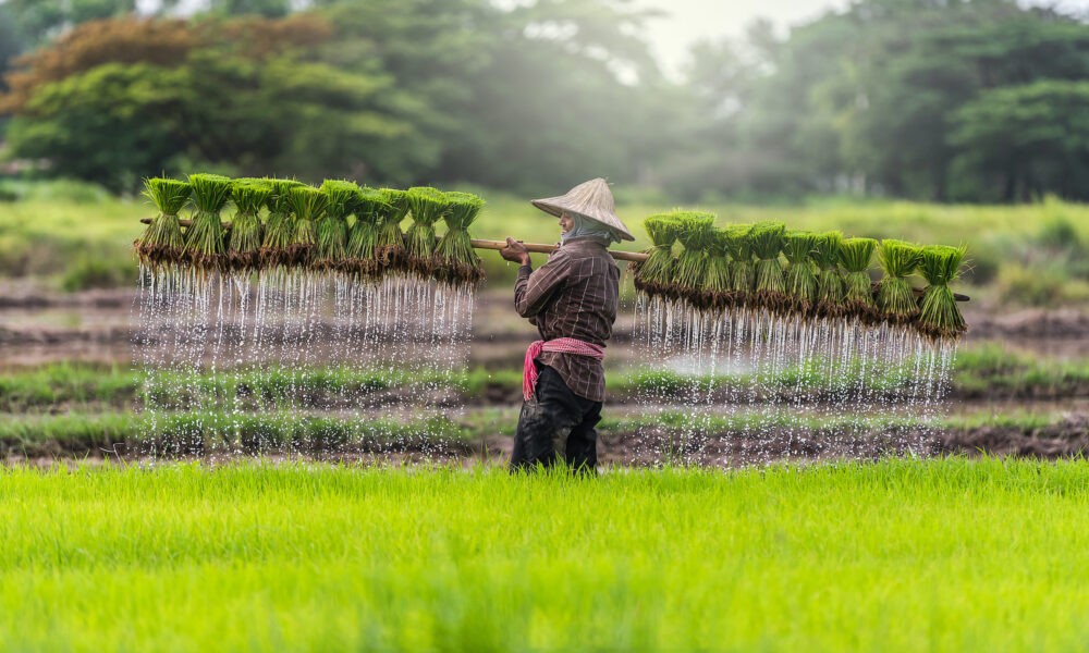 Job en Asean : Laos