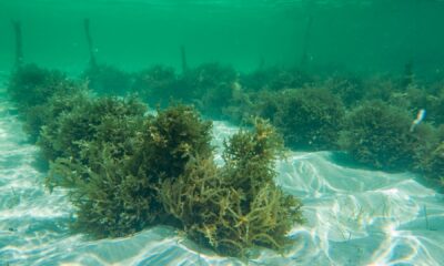 «Des algues pour remplacer le plastique jetable»