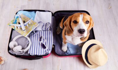 S'expatrier avec son animal de compagnie