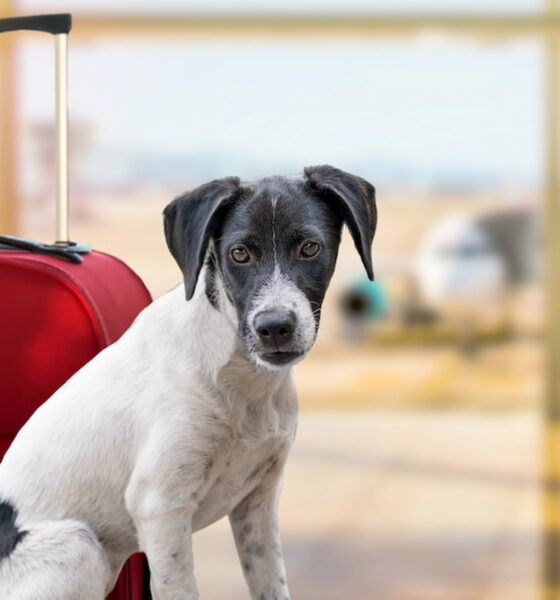S’expatrier aux États-Unis avec son animal de compagnie, mode d’emploi