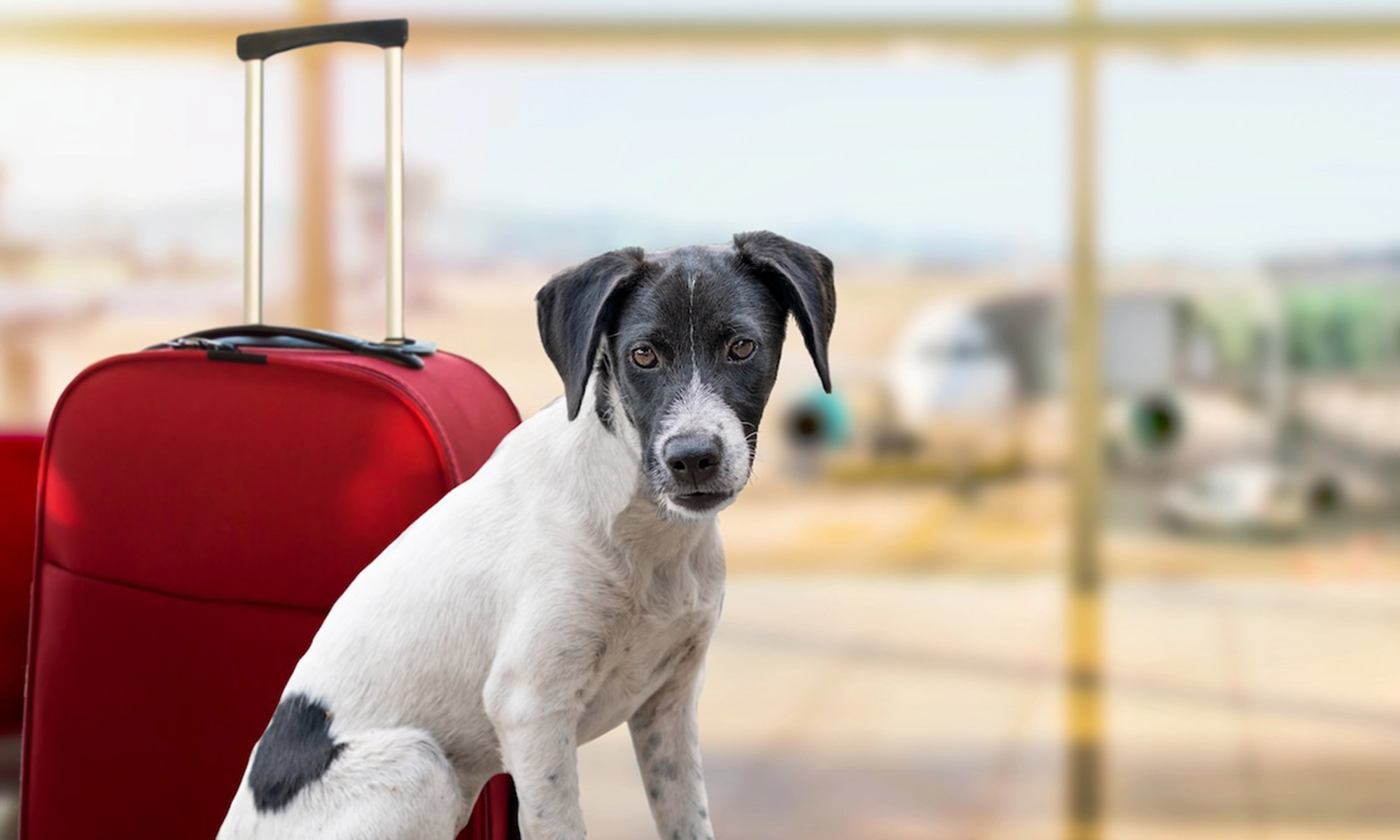S’expatrier aux États-Unis avec son animal de compagnie, mode d’emploi